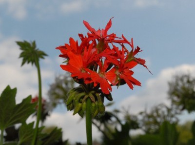 Pellis2013 264yy.jpg