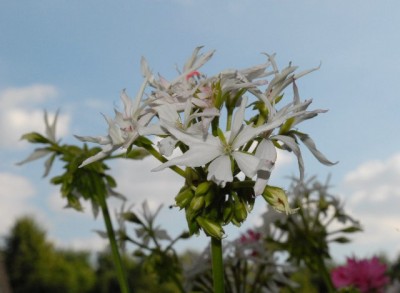 Pellis2013 263yy.jpg