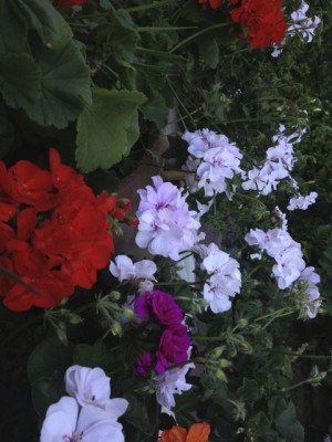 IMG_7930.jpg