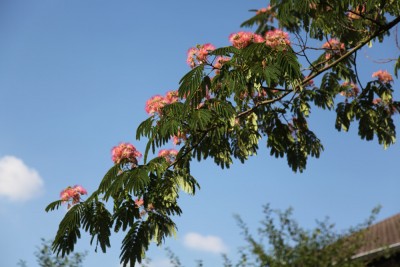 IMG_5421.JPG