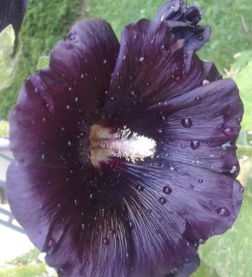 Stockrose Wasser.jpg