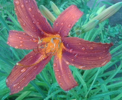 Taglilie Wasser1.jpg