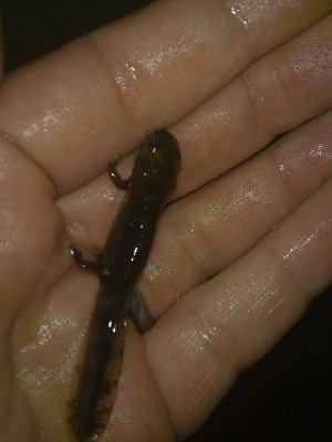 Sst Larve 20.7.13(2)k.jpg