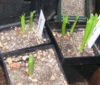 Stapeliababys.jpg