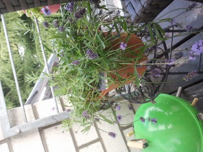 2013-07-20 10.37.35.jpg