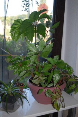 Begonia213 022yy.jpg