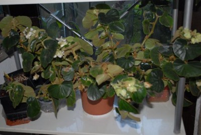 Begonia213 021yy.jpg