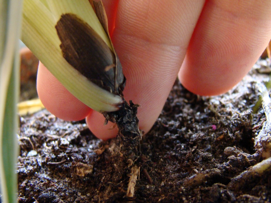Grnlilie - schwarzer Stiel / Stengel - Pflanze geht ein   Pflanzenkrankheiten & Schdlinge  GREEN24 Pflanzen & Garten Forum