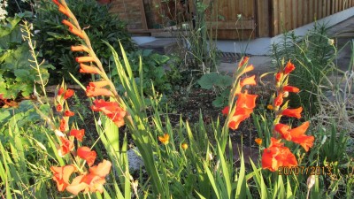 Garten 2013 027.jpg