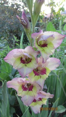 Garten 2013 026.jpg