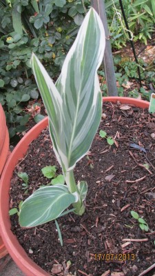 Garten 2013 016.jpg