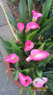 Garten 2013 029.jpg