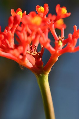 IMG_1437.JPG