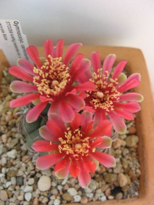 Gymnocalycium carminanthum_130720_02.JPG