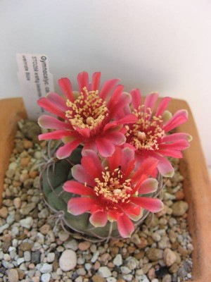 Gymnocalycium carminanthum_130720_01.JPG