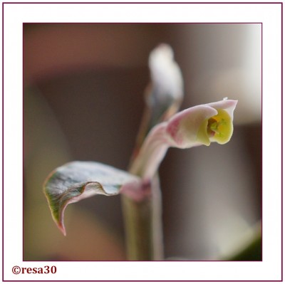 Monardenium_rubellum2.jpg