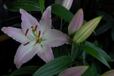 Lilien 022yy.jpg