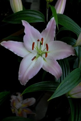 Lilien 021yy.jpg