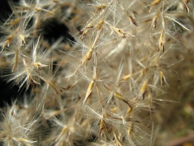 IMG_0768.JPG