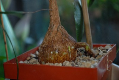 Petopentia 019yy.jpg