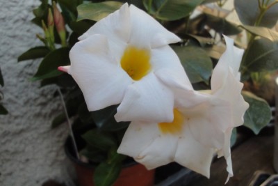 dipladenia.jpg