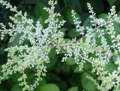 Astilbe Prachtspiere3.JPG