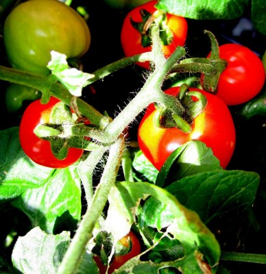 2013-12-016.jpg