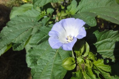nicandra.jpg