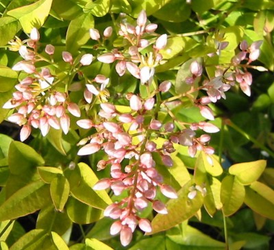 Heiliger Bambus - Nandina domestica3.JPG