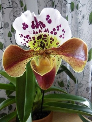 Paphiopedilum Hybride Paphiopedilum Baby Doll.jpg