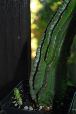 Euphorbia13 014yy.jpg