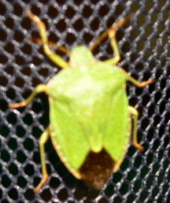 PICT0468.JPG
