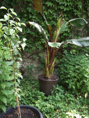 Ensete ventricosum Maurelli 2.jpg