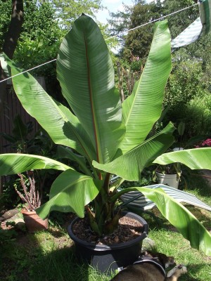 Ensete ventricosum.jpg