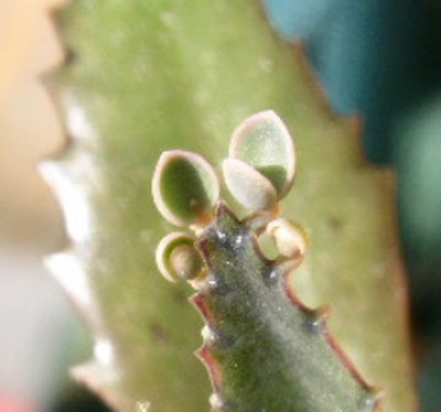 PICT0472.JPG