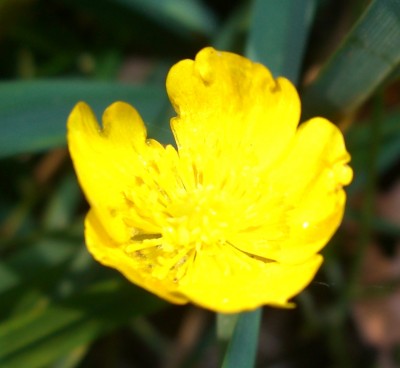 Butterblume.JPG
