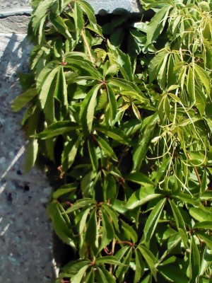 IMG125.JPG