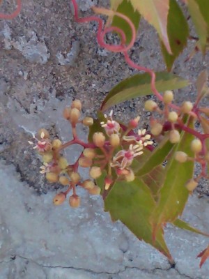 IMG095.JPG