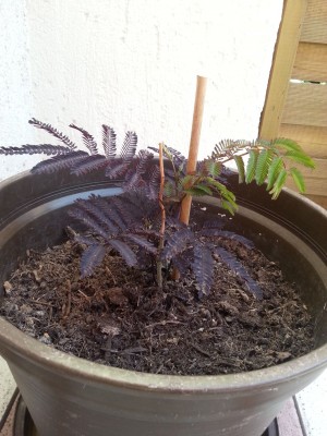 20130722_172051.jpg