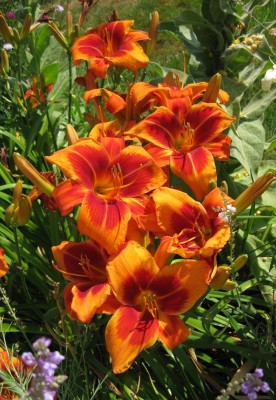 Hemerocallis Outrageous_0015.jpg
