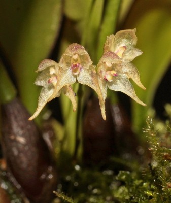 Bulbophyllum psychoon 2011-25 (3).jpg