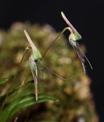 Bulbophyllum tentaculiferum 2011-20 (5).jpg