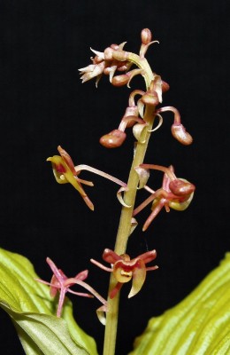 Crepidium acuminatum 2011-44 (2).jpg