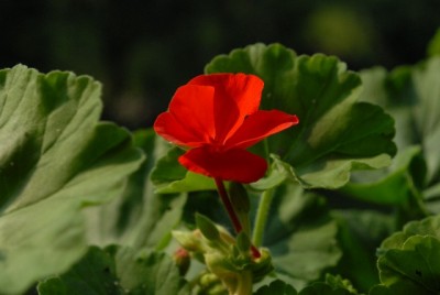 Pellis2013 292yy.jpg