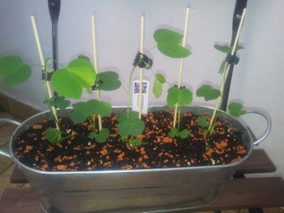 Bauhinia variegata.jpg