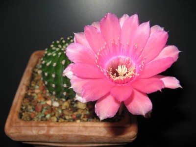 Echinopsis-Hybride_Blüte-130724.JPG
