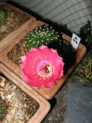 Echinopsis-Hybride_Blüte-130723.JPG