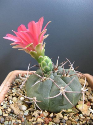 Gymnocalycium carminanthum_130723_02.JPG
