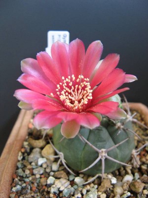 Gymnocalycium carminanthum_130723_01.JPG