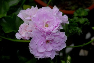 Pellis2013 303yy.jpg